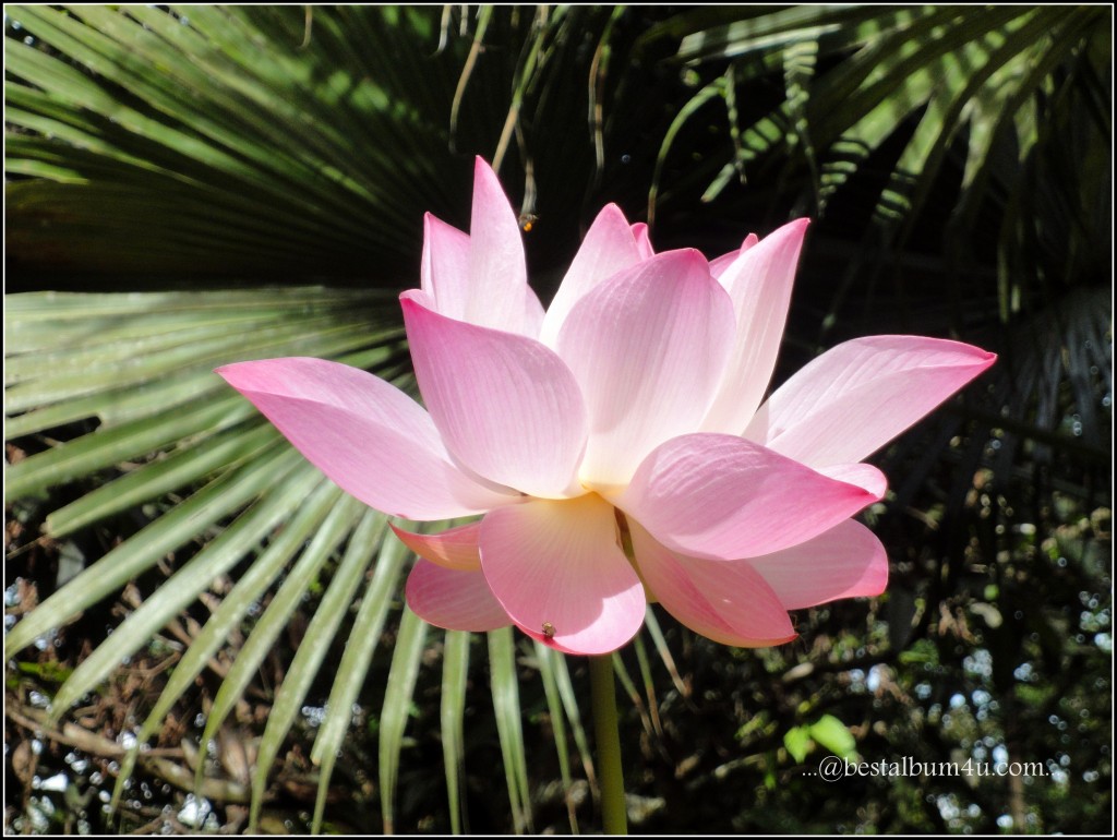 Pink Lotus