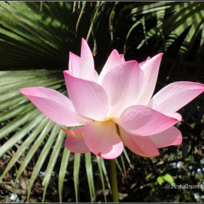 Pink Lotus