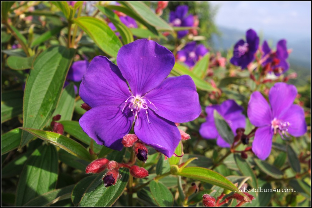 Violet Flower