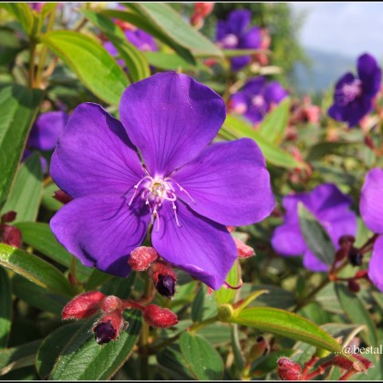 Violet Flower