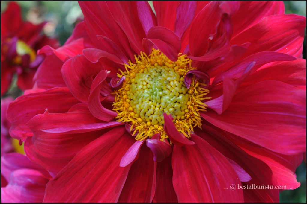 Red Flower