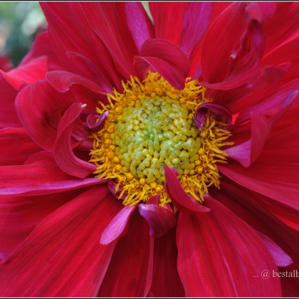 Red Flower