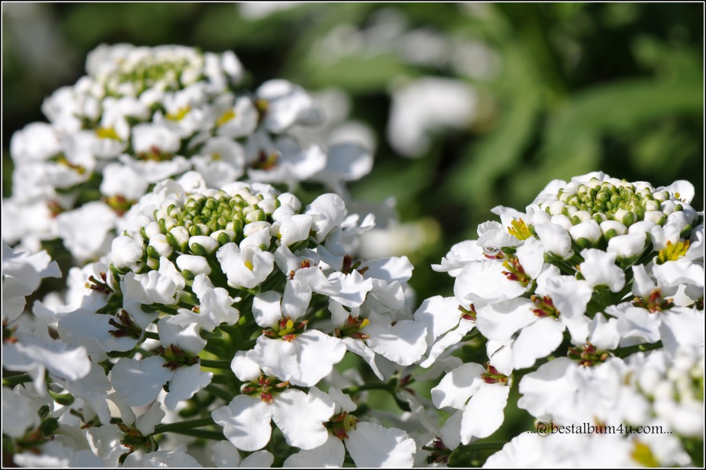 White Flower