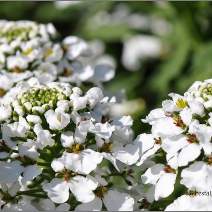 White Flower