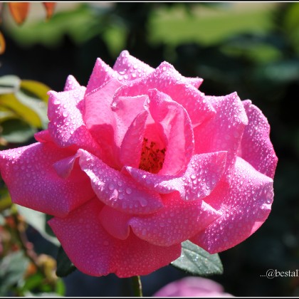 Pink Rose