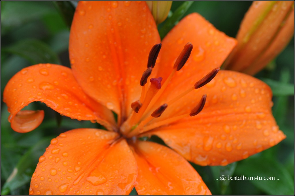 Orange Flower