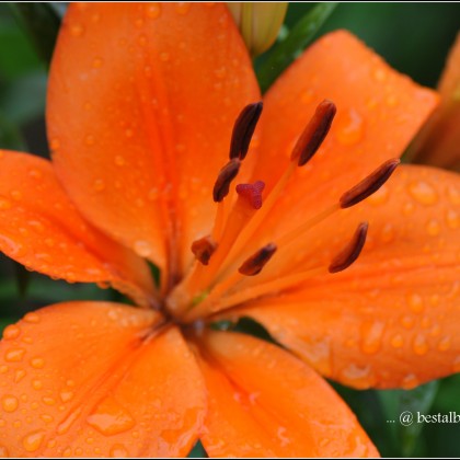 Orange Flower