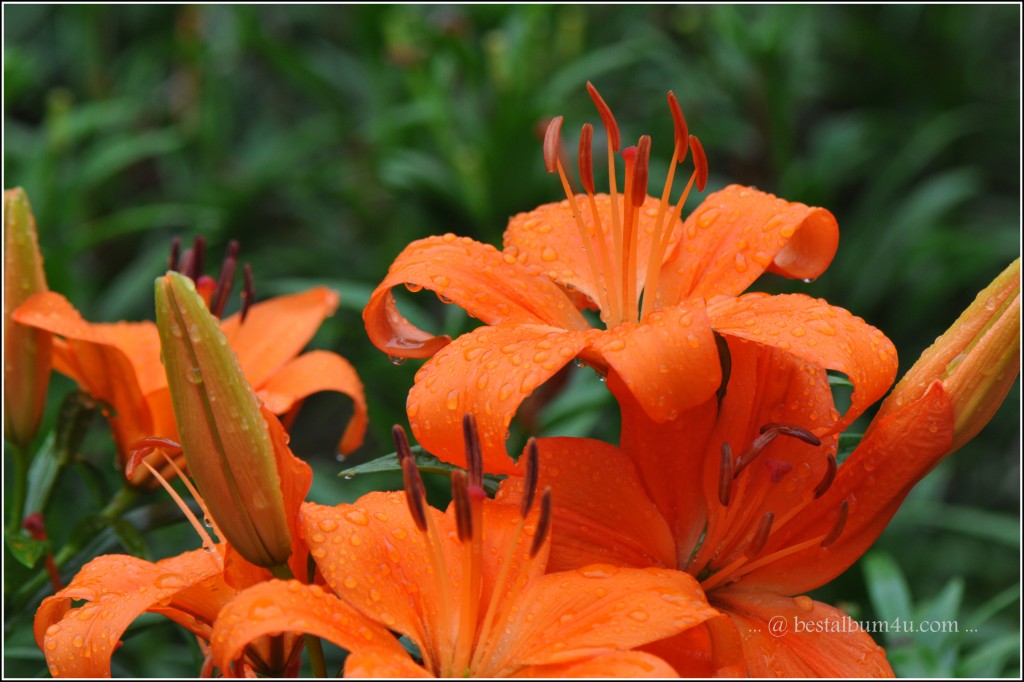 Orange Flowers