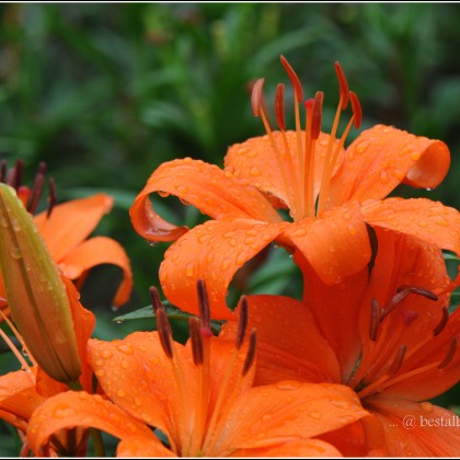 Orange Flowers